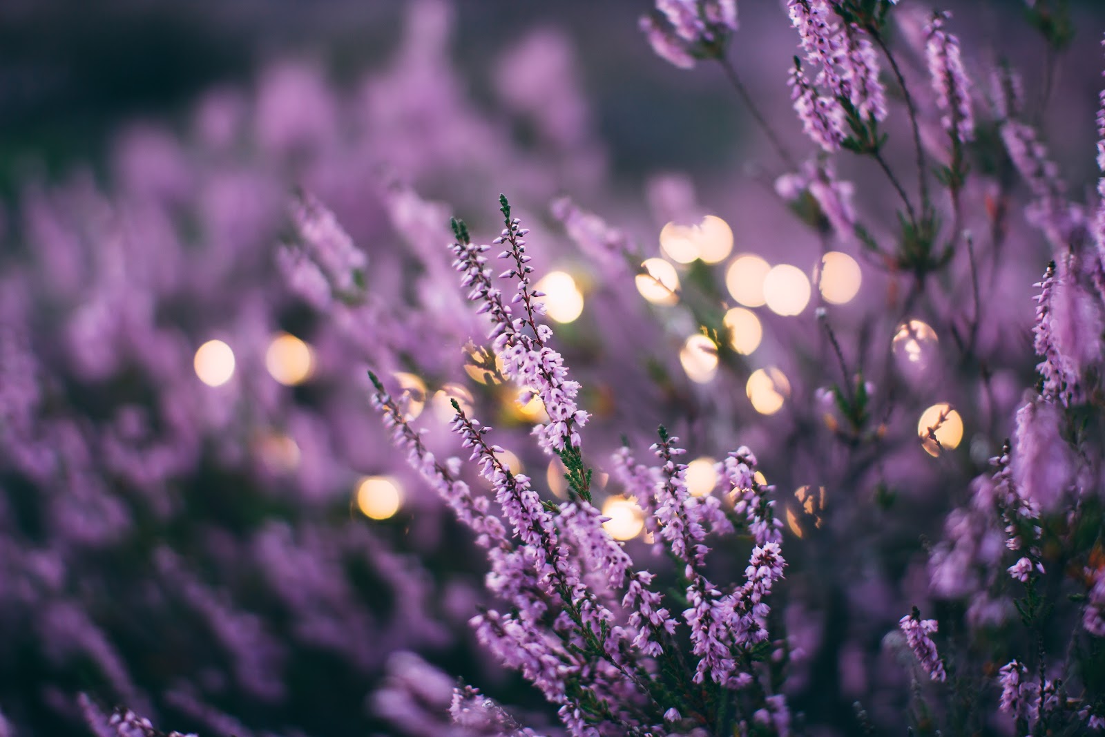 Healthy Lavender Syrup